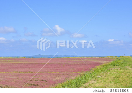 鮮やかな、北海道　能取湖のサンゴ草 82811808