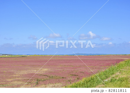 鮮やかな、北海道　能取湖のサンゴ草 82811811
