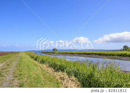 鮮やかな、北海道 能取湖のサンゴ草 鮮やかな、北海道 能取湖のサンゴ草 82811812