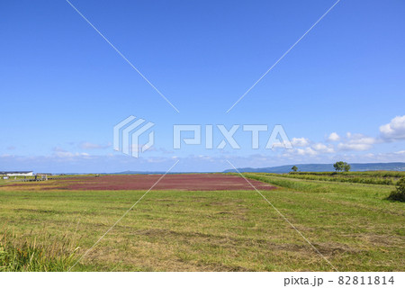 鮮やかな、北海道　能取湖のサンゴ草 82811814