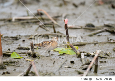 秋、ハス田で面白い仕草をするウズラシギ 82812030