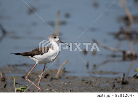 秋期、休耕田のセイタカシギ 82812047