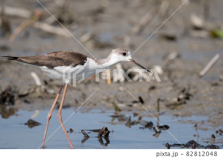 秋期、ハス田に飛来した足の長いセイタカシギ 秋期、ハス田に飛来した足の長いセイタカシギ 82812048