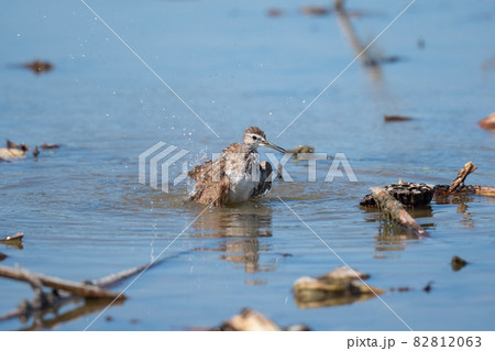 秋、水浴びするタカブシギ02 82812063