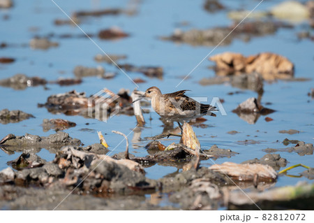 秋期、ハス田にやって来たエリマキシギ 秋期、ハス田にやって来たエリマキシギ 82812072