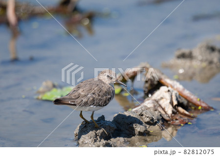 秋、ハス田に飛来した可愛いオジロトウネン冬羽 82812075
