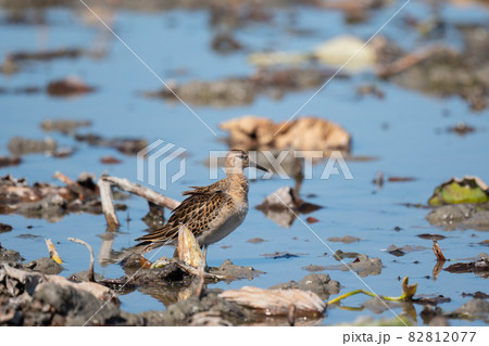 秋、ハス田で休息するエリマキシギ 秋、ハス田で休息するエリマキシギ 82812077