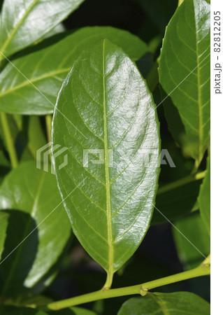 Laurel cherry Rotundifolia Laurel cherry Rotundifolia 82812205