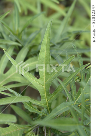 Kangaroo apple 82812247