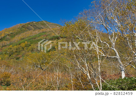 美しい紅葉・ダケカンバの白い樹形と雄大な白馬乗鞍岳 栂池自然園 長野県小谷村 美しい紅葉・ダケカンバの白い樹形と雄大な白馬乗鞍岳 栂池自然園 長野県小谷村 82812459