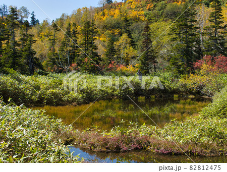 美しい紅葉とモウセン池　栂池自然園　長野県小谷村 82812475