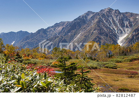 展望湿原の美しい紅葉と迫力ある杓子岳・白馬鑓ヶ岳・白馬大雪渓 栂池自然園 長野県小谷村 展望湿原の美しい紅葉と迫力ある杓子岳・白馬鑓ヶ岳・白馬大雪渓 栂池自然園 長野県小谷村 82812487