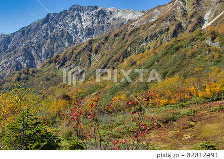 展望湿原の美しい紅葉と迫力ある白馬岳　栂池自然園　長野県小谷村 82812491