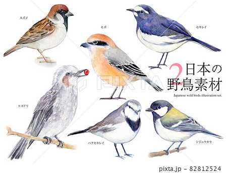 日本の野鳥　セットイラスト 水彩 82812524
