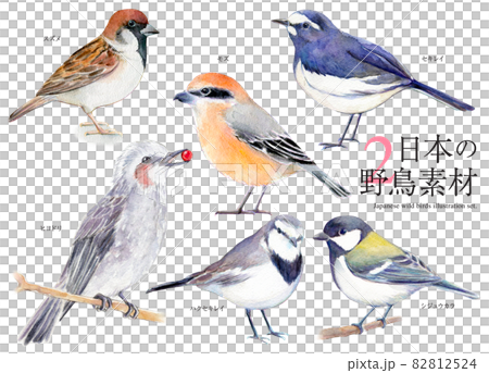 Japanese wild bird set illustration watercolor 82812524