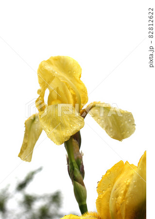 Yellow iris growing in garden after rain 82812622