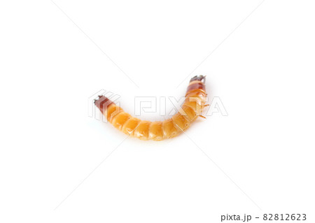 Wireworm isolated on white. Agricultural pest 82812623