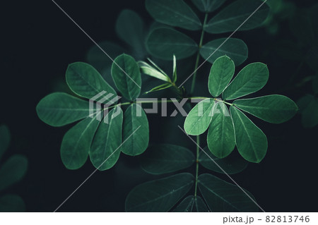 Close-Up Of  Dark green leaves 82813746