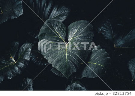 Close-Up Of Dark green leaves Close-Up Of Dark green leaves 82813754