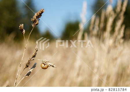 snail sits on a stalk of dry grass on sunny autumn day snail sits on a stalk of dry grass on sunny autumn day 82813784