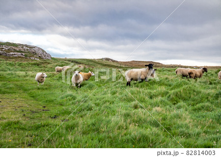 The ruins of Lenan Head fort at the north coast of County Donegal, Ireland. 82814003