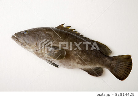 クエ、天然の高級鮮魚 クエ、天然の高級鮮魚 82814429