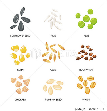 Plant seeds, cereal grains set 82814584