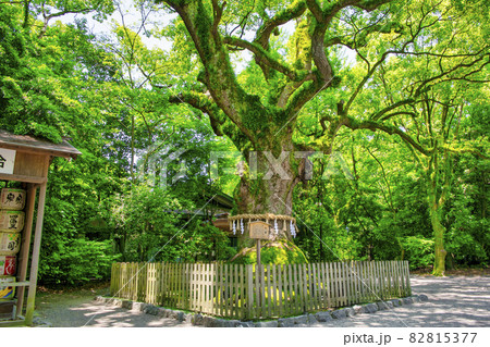 熱田神宮 参道 大楠(おおくす) 熱田神宮 参道 大楠(おおくす) 82815377