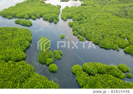 Anavilhanas archipelago, flooded amazonia forest in Negro River, Amazonas, Brazil. Aerial drone view. Anavilhanas archipelago, flooded amazonia forest in Negro River, Amazonas, Brazil. Aerial drone view. 82815436