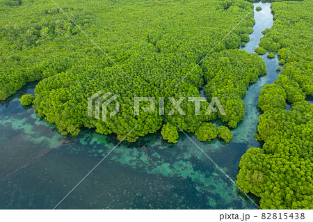 Anavilhanas archipelago, flooded amazonia forest in Negro River, Amazonas, Brazil. Aerial drone view. Anavilhanas archipelago, flooded amazonia forest in Negro River, Amazonas, Brazil. Aerial drone view. 82815438