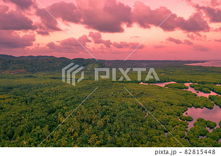 Flooded amazonian rainforest in Negro River at sunset time, Amazonas, Brazil. Flooded amazonian rainforest in Negro River at sunset time, Amazonas, Brazil. 82815448