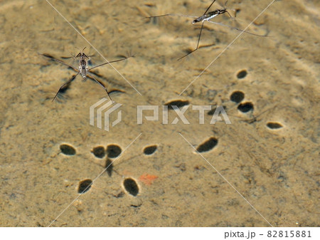 あめんぼうの足跡 82815881