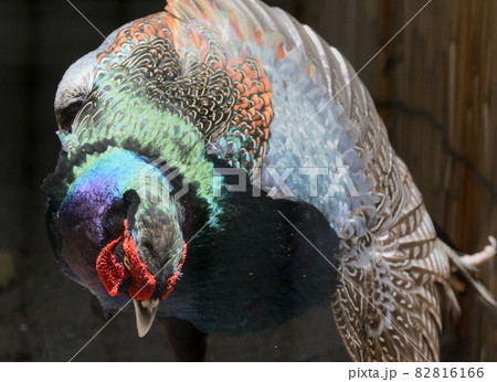キジ・美しい羽 キジ・美しい羽 82816166