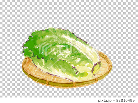 笊にのせた丸ごとの白菜【水彩】白バック PNG 笊にのせた丸ごとの白菜【水彩】白バック PNG 82816499