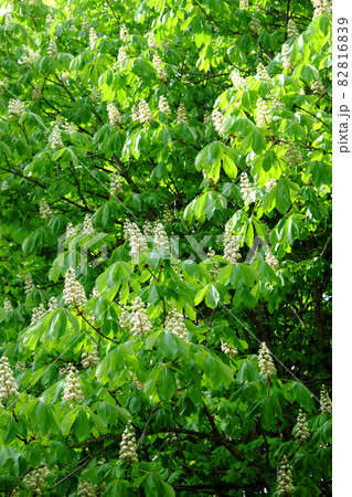Thick branches of a blossoming chestnut. Floral background. Thick branches of a blossoming chestnut. Floral background. 82816839