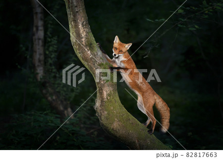 Red fox cub standing on a tree in forest Red fox cub standing on a tree in forest 82817663