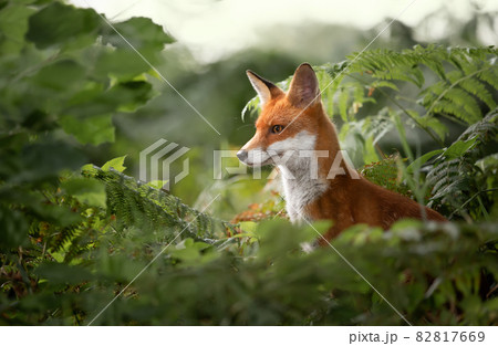 Close up of a Red fox in ferns 82817669