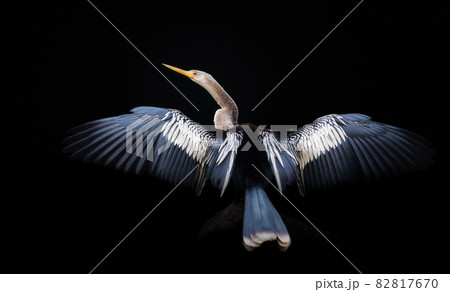 Anhinga perched on a tree with wings and tail spread to dry Anhinga perched on a tree with wings and tail spread to dry 82817670
