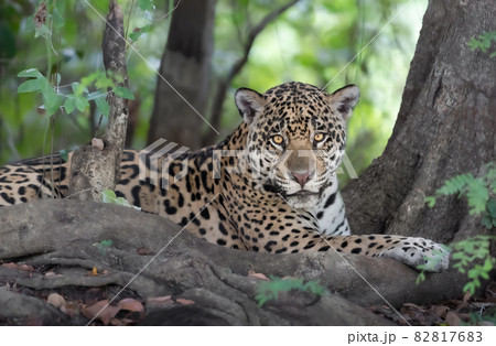 Close up of a Jaguar lying on a river bank 82817683