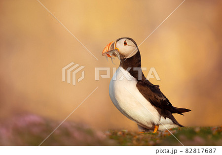 Atlantic puffin with sand eels on a coastal area 82817687