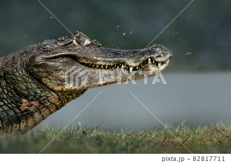 Close up of a Yacare caiman on a river bank Close up of a Yacare caiman on a river bank 82817711