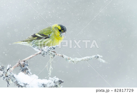 Eurasian siskin perched on a branch in the falling snow 82817729