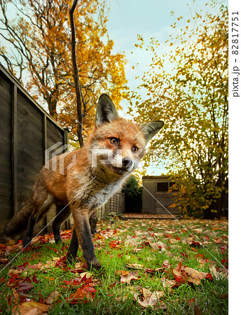 Red fox standing in autumn leaves in a garden Red fox standing in autumn leaves in a garden 82817751