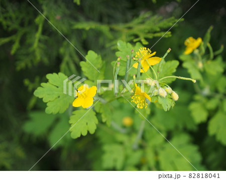 クサノオウ 82818041