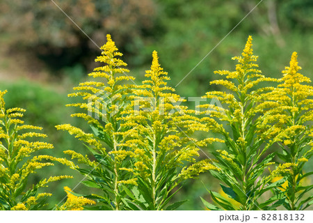 黄色い雑草 セイタカアワダチソウ 黄色い雑草 セイタカアワダチソウ 82818132