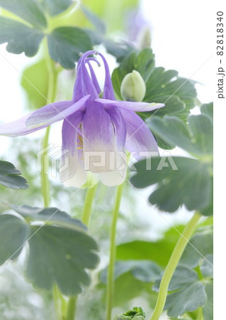 ミヤマオダマキ 深山苧環 山野草 青紫色の花 クローズアップ ミヤマオダマキ 深山苧環 山野草 青紫色の花 クローズアップ 82818340