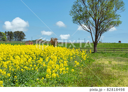 【青森県横浜町】北国の春、下北半島では菜の花が満開 82818498