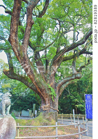 【愛媛県西条市】　伊曽乃神社のクスノキ 82819389