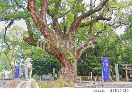 【愛媛県西条市】 伊曽乃神社のクスノキ 【愛媛県西条市】 伊曽乃神社のクスノキ 82819480