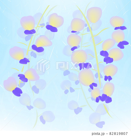 花の水色背景イラスト(藤の花) 花の水色背景イラスト(藤の花) 82819807